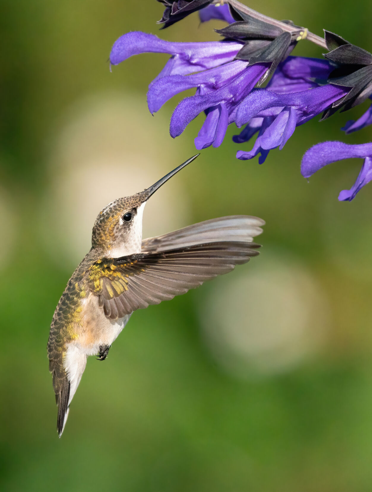 Hummingbirds dazzle backyard birders